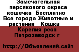 Замечательная персикового окраса кошечка. Бесплатно - Все города Животные и растения » Кошки   . Карелия респ.,Петрозаводск г.